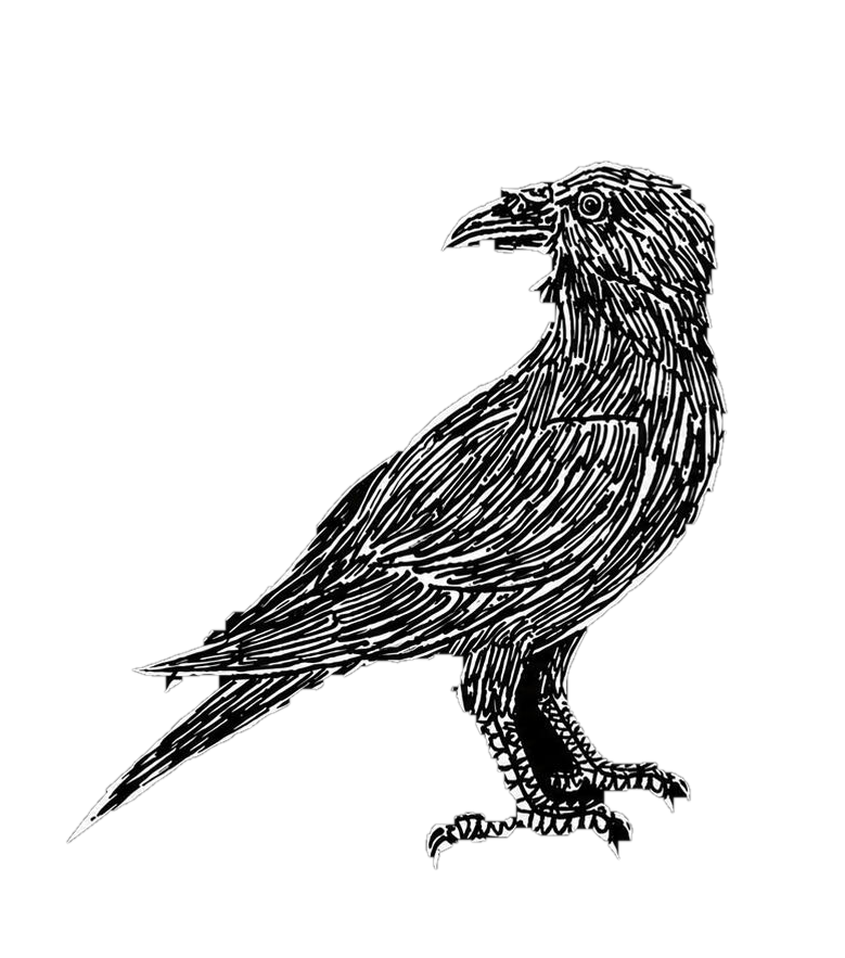An ink drawing of a raven perched, looking back over its shoulder